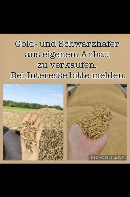 Aktion. Gold- und Schwarzhafer aus Ernte 2025/26
