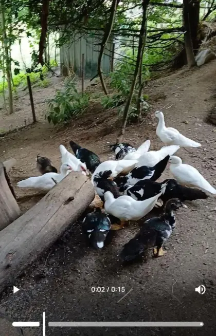 Moschusenten