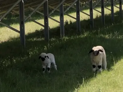Walliser Schwarznasen, 3 Böcke, 1 Aue
