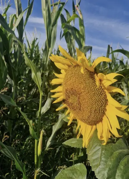Suche Bio-Silomais ab Feld