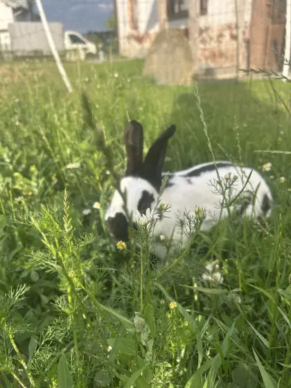 Tschechische Schecken-Dame