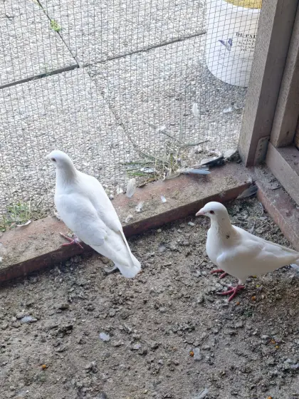 Tauben