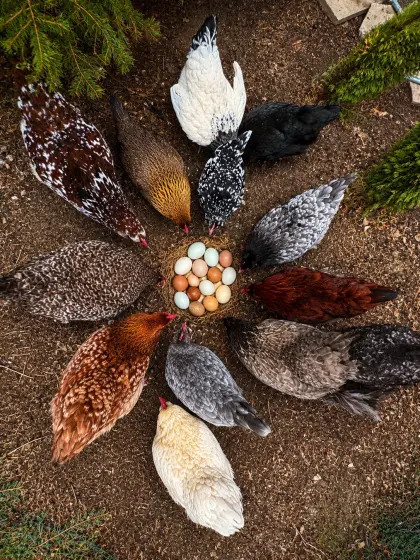 Hühner Bruteier