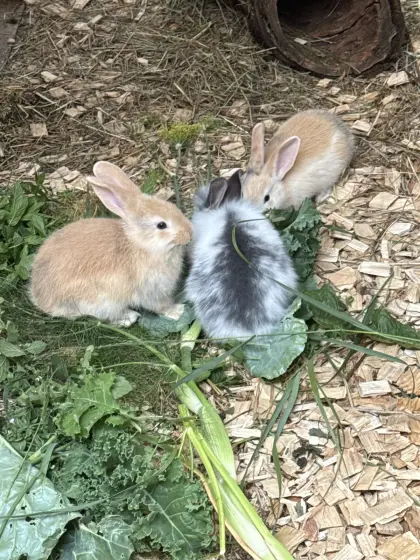 Hasenbabys Hasen