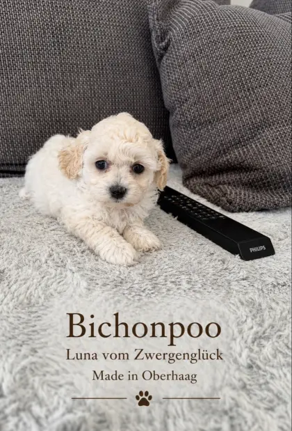 Bichonpoo-Welpen mit Ahnentafel