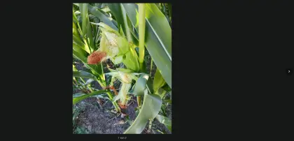 Silomais oder Körnermais, 6,8 ha ab Feld
