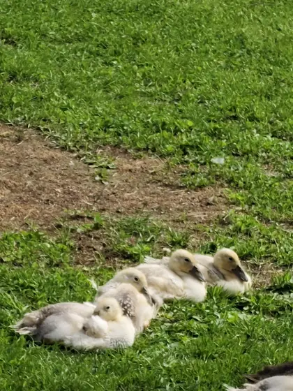 Enten