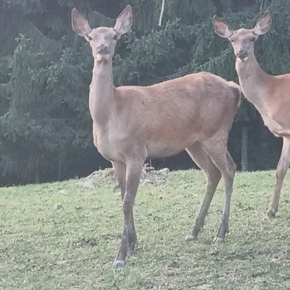 Rotwild, Rothirsch, Zuchtwild