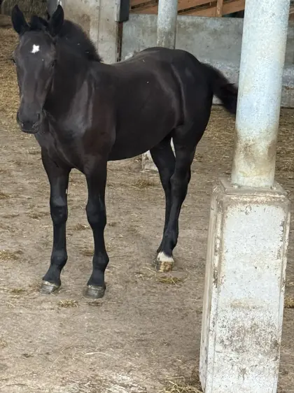 Rappstutfohlen