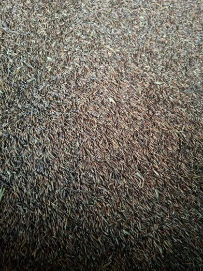 Schwarzhafer