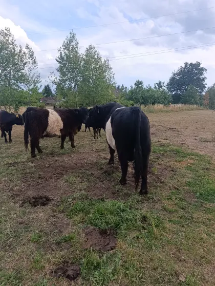 Galloway bull belted