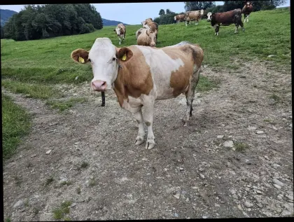Bio-Fleckviehkuh