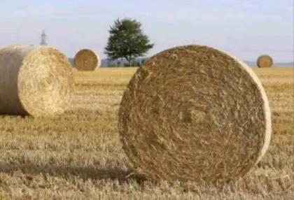 Strohrundballen