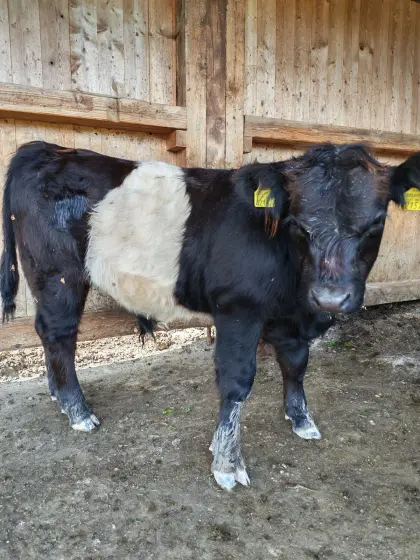 Bio-Belted-Galloway-Stier