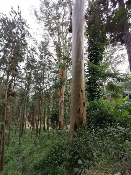 Brennholz