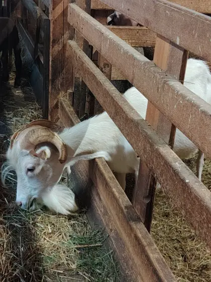 Verkaufe HB Saaneziegebock