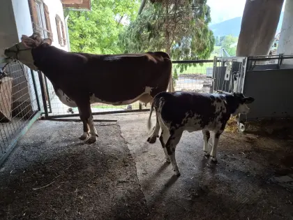 Verkaufe Bio Mutterkuh mit Kalb