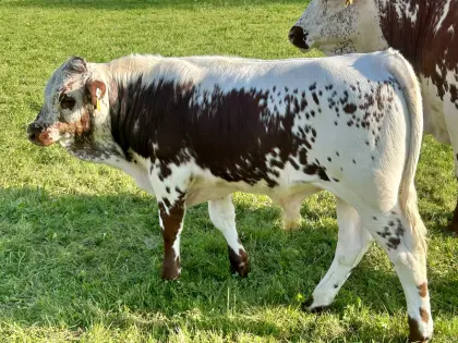 Bio PSR Stier