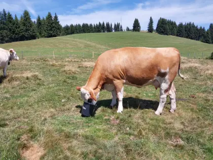 Bio-Fleckvieh-Mutterkuh mit Kalb