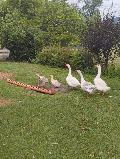 Verkaufe Enten und Gänse