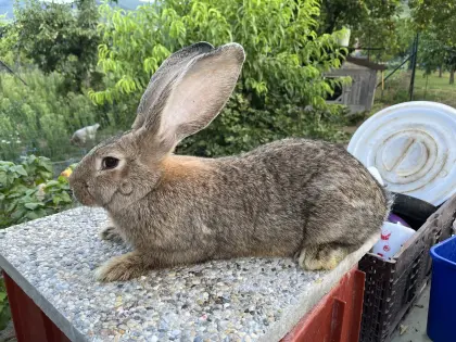 Deutsche Riesen Weibchen