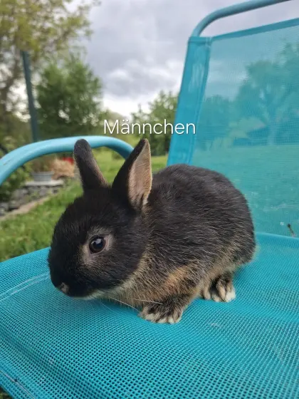 Zwergkaninchen