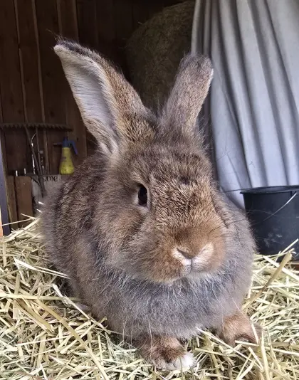 Löwenkopfkaninchen-Mischling, Hase