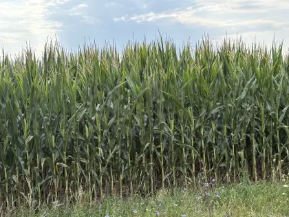 Verkaufe Trockenmais, Ernte 2025