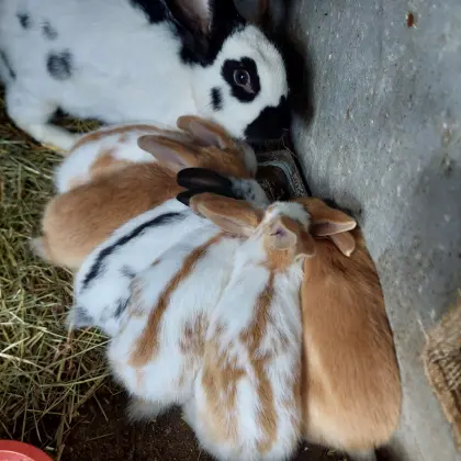 Kaninchen