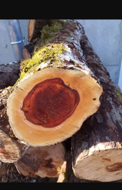Suche Rundholz, Obstbaum, Nussholz, Ulme-Rüster