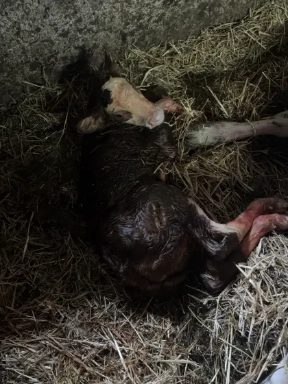 Kalb frisch geboren