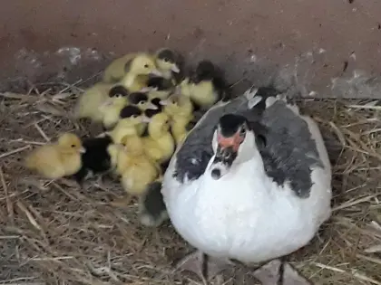 Warzenenten-Küken zum Abgeben