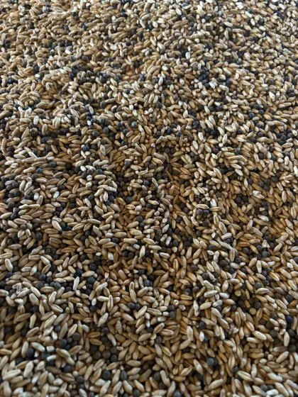 Bio Triticale/Wicke-Gemenge