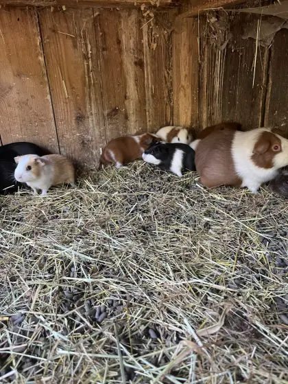 Meerschweinchen