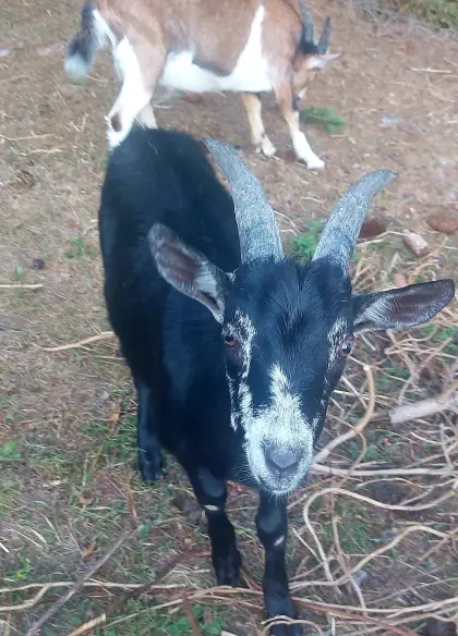 Jungbock, Ziegenbock