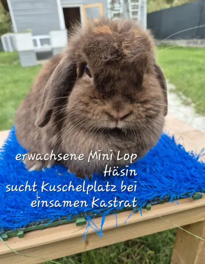 Mini Lop Häsin, erwachsen