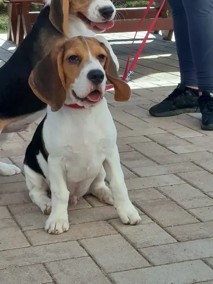 Beagle-Welpen von registriertem Züchter kaufen