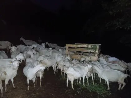 Milchziegen kaufe
