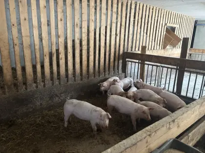Bio-Ferkel