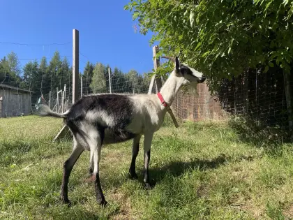 Pfauenziege in Milch