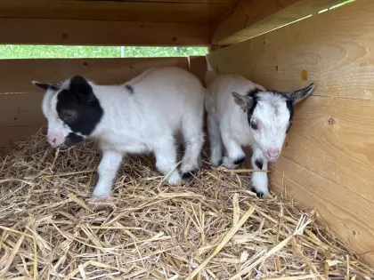 Mini-Zwergziegen