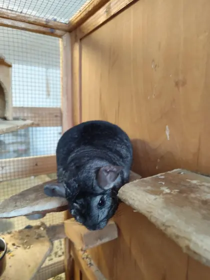 Chinchilla-Männchen