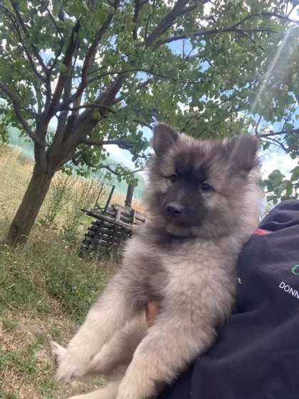 Wolfsspitz, reinrassig, Weibchen
