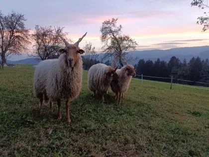 Ungarische Zackelschafherde abzugeben