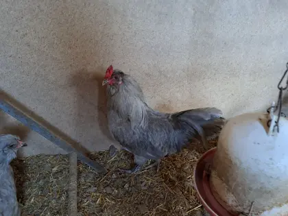 Lavender Araucana