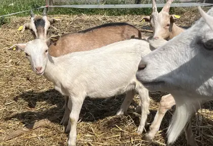Weibliche Ziegenkitze