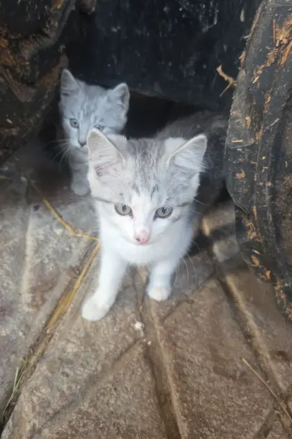 Katzen