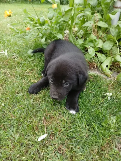 Border-Collie-Mischlingswelpen
