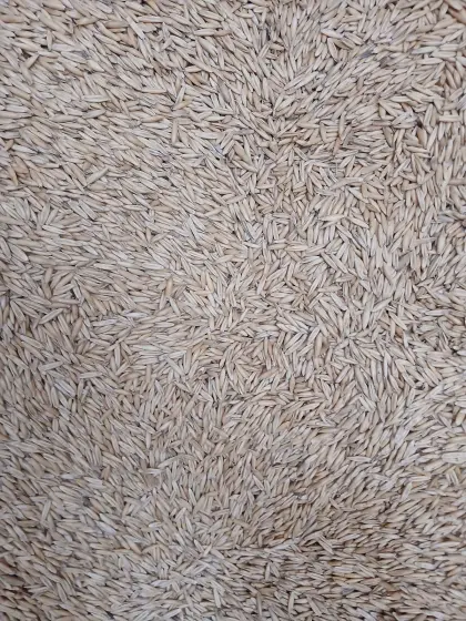 Futterhafer