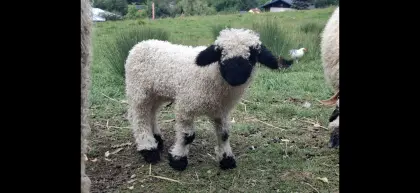 Walliser Schwarznasenmädel Bonita sucht ein neues Zuhause